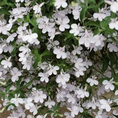 Лобелия Hot White фото
