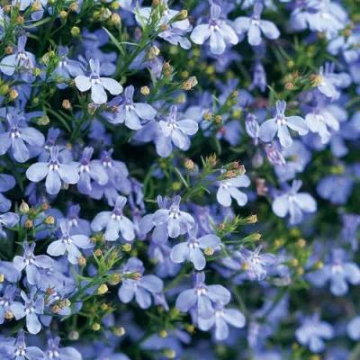 Лобелия Laguna Trailing Blue фото