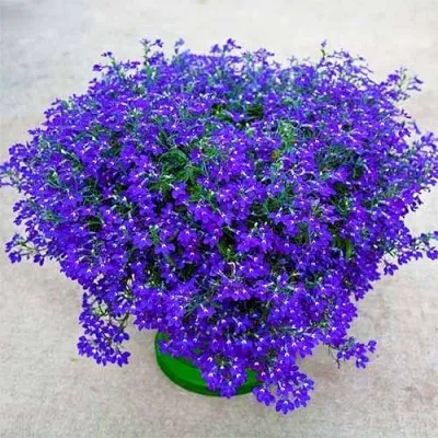 Лобелия Hot Blue фото
