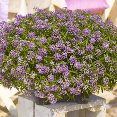 Лобулярия приморская Сиреневая Королева фото