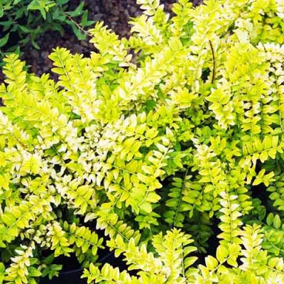Жимолость Golden Glow фото