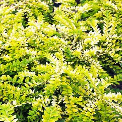 Жимолость Golden Glow фото