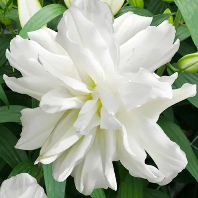 Лилия Lotus Ice фото