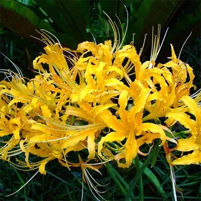 Ликорис Aurea фото