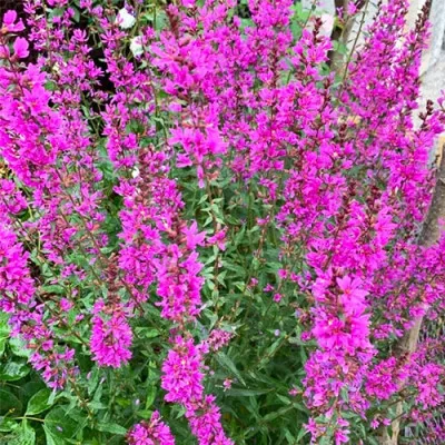 Дербенник Dropmore Purple фото