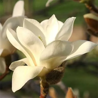 Магнолия Double White фото