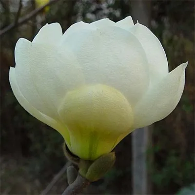 Магнолия Jade Lamp фото
