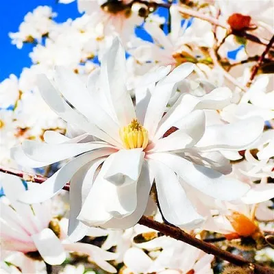 Магнолия Stellata фото