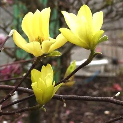 Магнолия Yellow фото