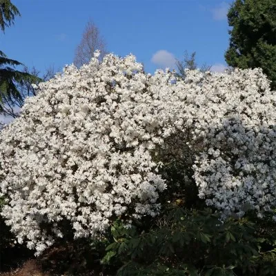Магнолия Stellata Waterlily фото