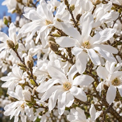 Магнолия Stellata фото