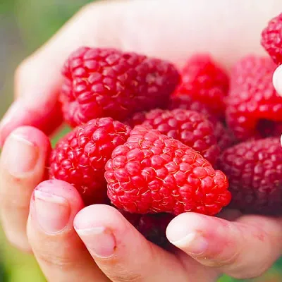 Малина (ремонтантная) Атлант фото