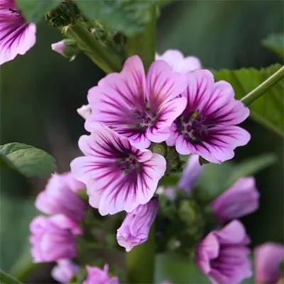 Мальва Sylvatica фото