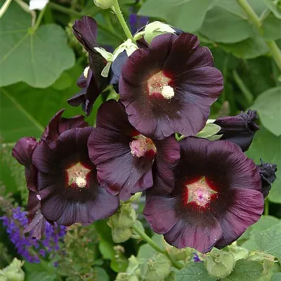 Штокроза Rosea Nigra фото