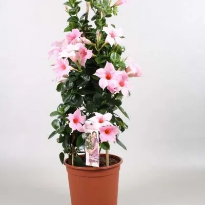 Мандевилла Cream Pink фото