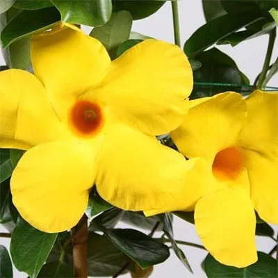 Мандевилла Diamantina Opale Citrine фото