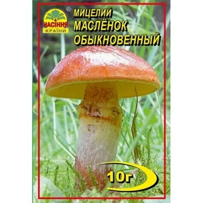 Масленок обыкновенный фото