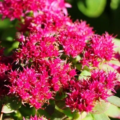 Седум Munstead Dark Red фото