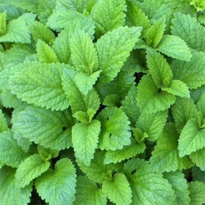 Мелисса Officinalis фото