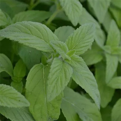 Мята Banana Mint фото