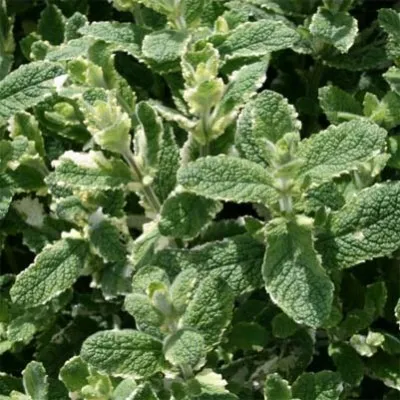 Мята Variegata (рассада) фото