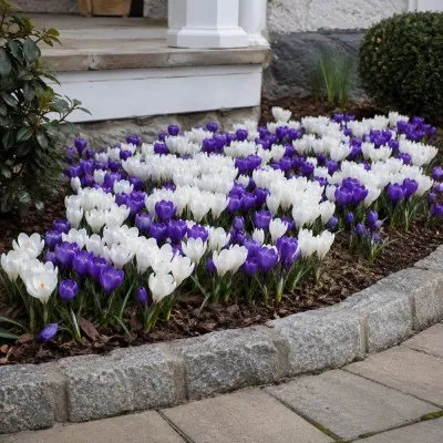 Крокусы Blue and White Микс фото