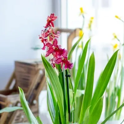 Орхидея Miltonia Red фото