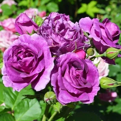 Роза Minerva фото