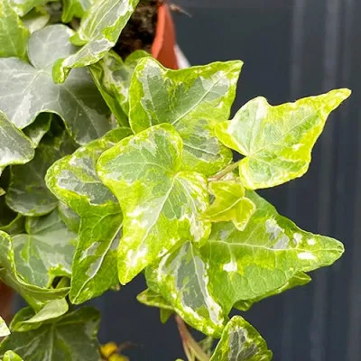 Плющ Mint Kolibri фото