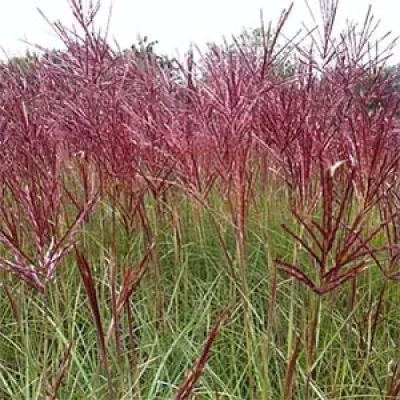 Мискантус Fabiola Red фото