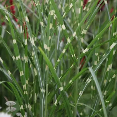 Мискантус Zebrinus фото
