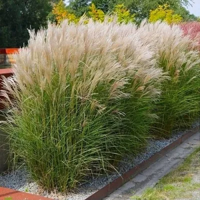 Мискантус Kleine Silberspinne фото