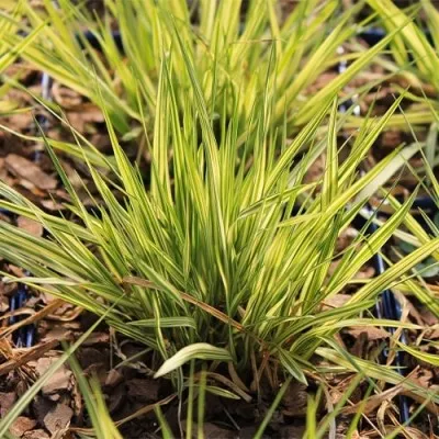 Молиния Variegata фото