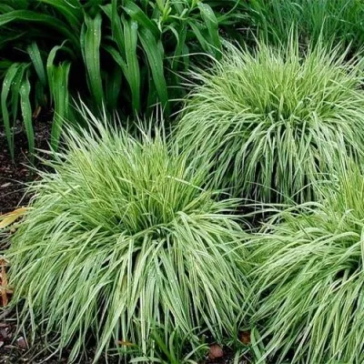 Молиния Variegata фото