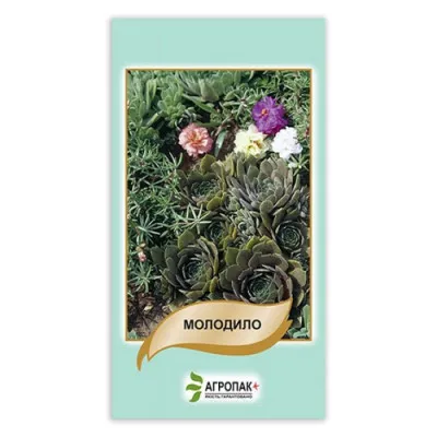 Молодило (семена) фото