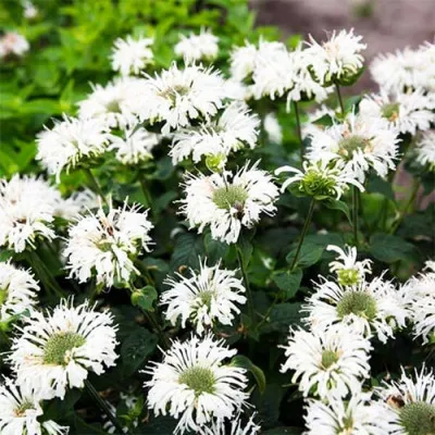 Монарда Bee Bright фото
