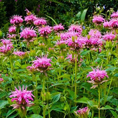 Монарда Croftway Pink фото