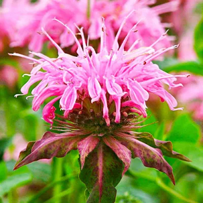 Монарда Croftway Pink фото
