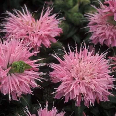 Монарда Petit Pink Delight фото
