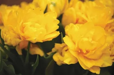 Тюльпан Monte Peony фото