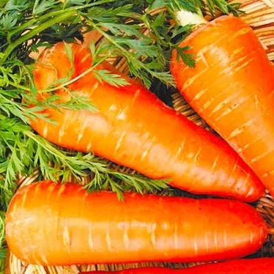Морковь Зимняя вкусная пакет гигант фото