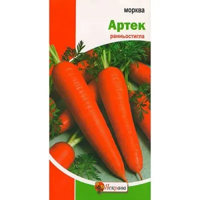 Морковь Артек фото