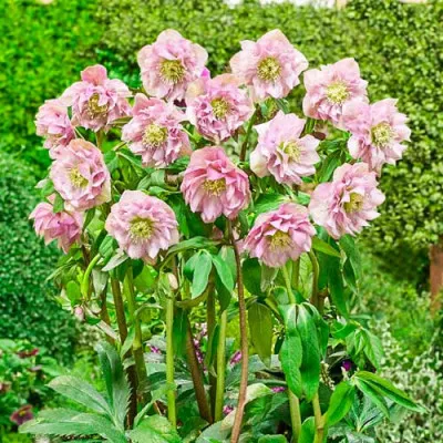 Морозник Pink Double фото