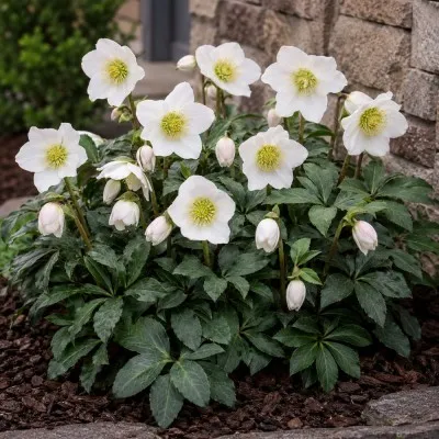 Морозник Praecox фото