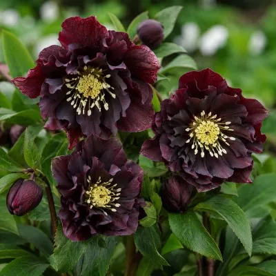 Морозник Purple Double фото