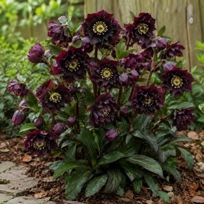 Морозник Purple Double фото