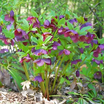 Морозник Red Lady фото