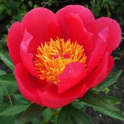 Пион Patio Peony Moscow фото
