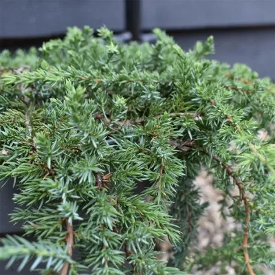 Можжевельник Greenmantle фото