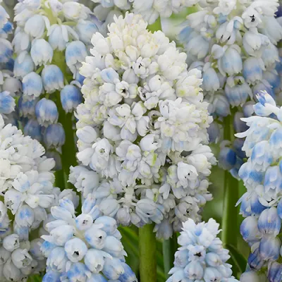 Мускари Nature's Beauty фото
